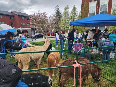Fitchburg State University students brave the gloomy weather to pet some fluffy creatures at the petting zoo